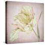 Pink Parrot Tulip Painting I-Cora Niele-Stretched Canvas