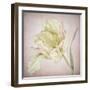 Pink Parrot Tulip Painting I-Cora Niele-Framed Giclee Print