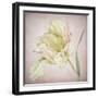 Pink Parrot Tulip Painting I-Cora Niele-Framed Giclee Print