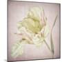 Pink Parrot Tulip Painting I-Cora Niele-Mounted Giclee Print