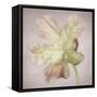 Pink Parrot Tulip Painting II-Cora Niele-Framed Stretched Canvas