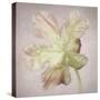 Pink Parrot Tulip Painting II-Cora Niele-Stretched Canvas