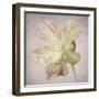 Pink Parrot Tulip Painting II-Cora Niele-Framed Giclee Print