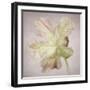 Pink Parrot Tulip Painting II-Cora Niele-Framed Giclee Print