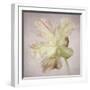 Pink Parrot Tulip Painting II-Cora Niele-Framed Giclee Print