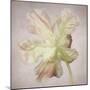 Pink Parrot Tulip Painting II-Cora Niele-Mounted Giclee Print