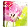 Pink Parrot Tulip-Judy Stalus-Stretched Canvas
