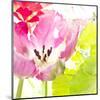 Pink Parrot Tulip-Judy Stalus-Mounted Art Print