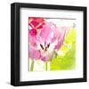 Pink Parrot Tulip-Judy Stalus-Framed Art Print