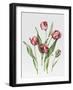 Pink Parrot Tulips-Sally Crosthwaite-Framed Giclee Print