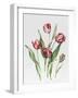 Pink Parrot Tulips-Sally Crosthwaite-Framed Giclee Print