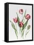Pink Parrot Tulips-Sally Crosthwaite-Framed Stretched Canvas
