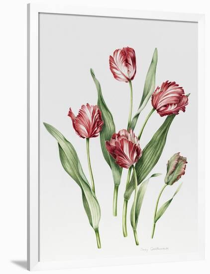 Pink Parrot Tulips-Sally Crosthwaite-Framed Giclee Print