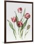 Pink Parrot Tulips-Sally Crosthwaite-Framed Giclee Print