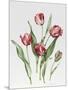 Pink Parrot Tulips-Sally Crosthwaite-Mounted Giclee Print