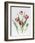 Pink Parrot Tulips-Sally Crosthwaite-Framed Premium Giclee Print