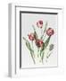 Pink Parrot Tulips-Sally Crosthwaite-Framed Premium Giclee Print