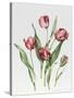 Pink Parrot Tulips-Sally Crosthwaite-Stretched Canvas