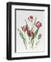 Pink Parrot Tulips-Sally Crosthwaite-Framed Giclee Print