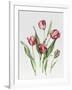 Pink Parrot Tulips-Sally Crosthwaite-Framed Giclee Print