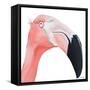 Pink Party of Four III-Gina Ritter-Framed Stretched Canvas