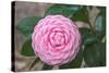 Pink Passion Camillia-Anna Coppel-Stretched Canvas