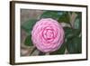 Pink Passion Camillia-Anna Coppel-Framed Photographic Print