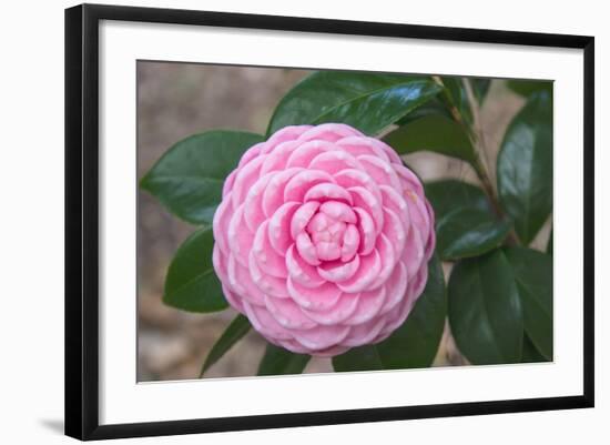 Pink Passion Camillia-Anna Coppel-Framed Photographic Print