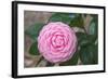 Pink Passion Camillia-Anna Coppel-Framed Photographic Print