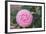 Pink Passion Camillia-Anna Coppel-Framed Photographic Print