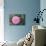 Pink Passion Camillia-Anna Coppel-Mounted Photographic Print displayed on a wall