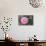 Pink Passion Camillia-Anna Coppel-Mounted Photographic Print displayed on a wall