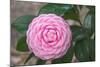 Pink Passion Camillia-Anna Coppel-Mounted Photographic Print
