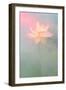 Pink Passion-Bahman Farzad-Framed Photographic Print
