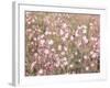Pink Pasture-Assaf Frank-Framed Giclee Print