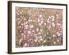 Pink Pasture-Assaf Frank-Framed Giclee Print