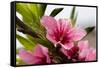Pink Peach Blossom Macro Close-Up, Village, Chengdu, Sichuan, China-William Perry-Framed Stretched Canvas