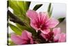 Pink Peach Blossom Macro Close-Up, Village, Chengdu, Sichuan, China-William Perry-Stretched Canvas