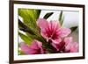 Pink Peach Blossom Macro Close-Up, Village, Chengdu, Sichuan, China-William Perry-Framed Photographic Print