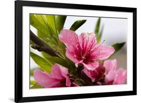 Pink Peach Blossom Macro Close-Up, Village, Chengdu, Sichuan, China-William Perry-Framed Photographic Print