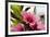 Pink Peach Blossom Macro Close-Up, Village, Chengdu, Sichuan, China-William Perry-Framed Photographic Print