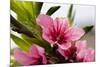 Pink Peach Blossom Macro Close-Up, Village, Chengdu, Sichuan, China-William Perry-Mounted Photographic Print