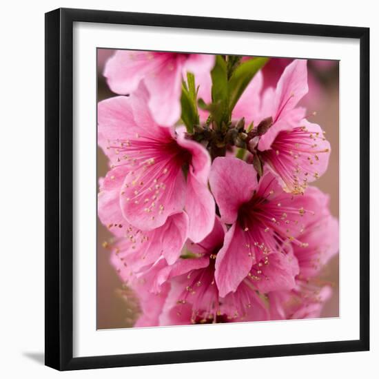 Pink Peach Blossoms Close-Up Macro Village, Chengdu, Sichuan, China-William Perry-Framed Photographic Print