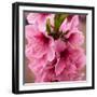 Pink Peach Blossoms Close-Up Macro Village, Chengdu, Sichuan, China-William Perry-Framed Photographic Print