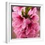 Pink Peach Blossoms Close-Up Macro Village, Chengdu, Sichuan, China-William Perry-Framed Photographic Print