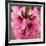 Pink Peach Blossoms Close-Up Macro Village, Chengdu, Sichuan, China-William Perry-Framed Photographic Print