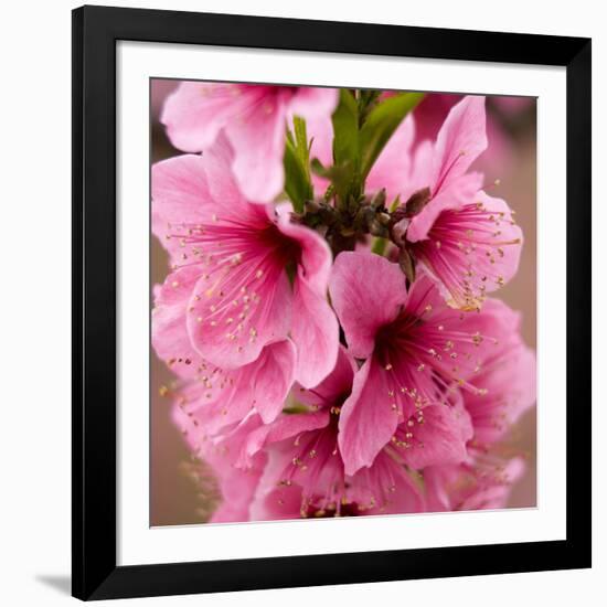 Pink Peach Blossoms Close-Up Macro Village, Chengdu, Sichuan, China-William Perry-Framed Photographic Print