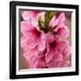 Pink Peach Blossoms Close-Up Macro Village, Chengdu, Sichuan, China-William Perry-Framed Photographic Print