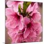 Pink Peach Blossoms Close-Up Macro Village, Chengdu, Sichuan, China-William Perry-Mounted Photographic Print