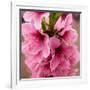 Pink Peach Blossoms Close-Up Macro Village, Chengdu, Sichuan, China-William Perry-Framed Photographic Print